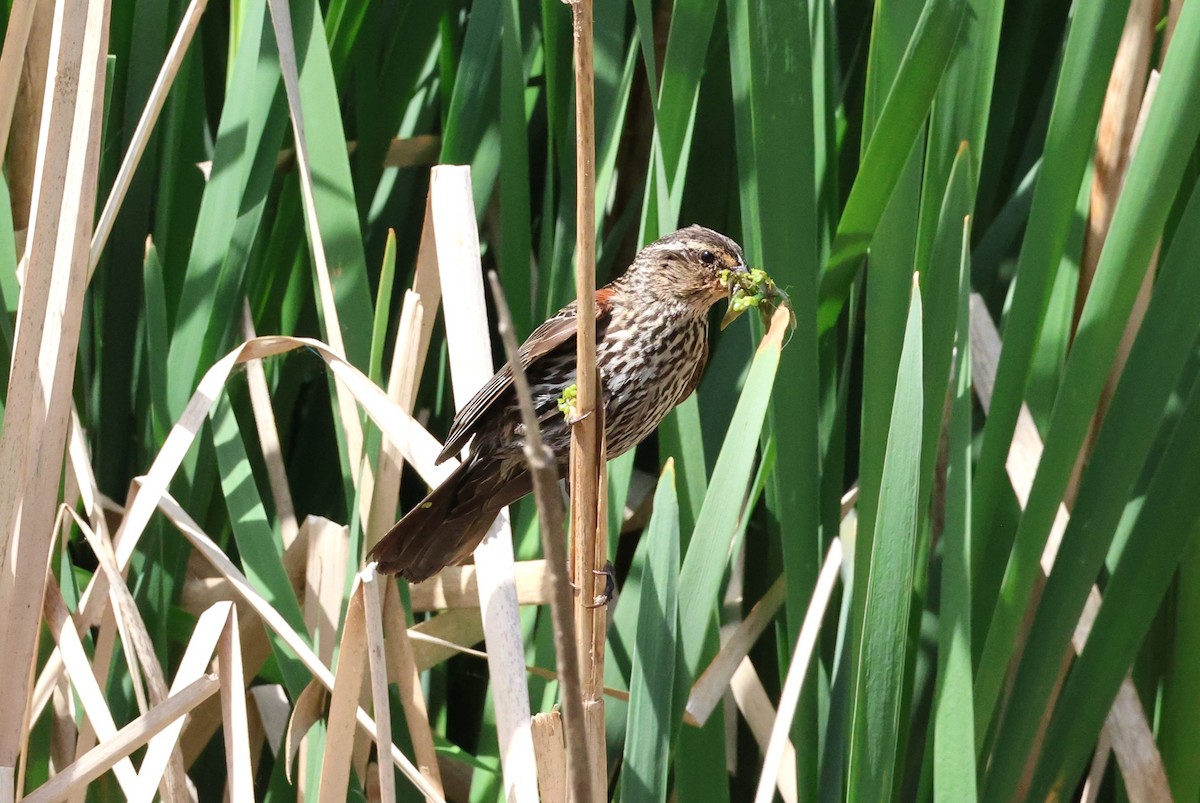 Red-winged Blackbird - ML638335720