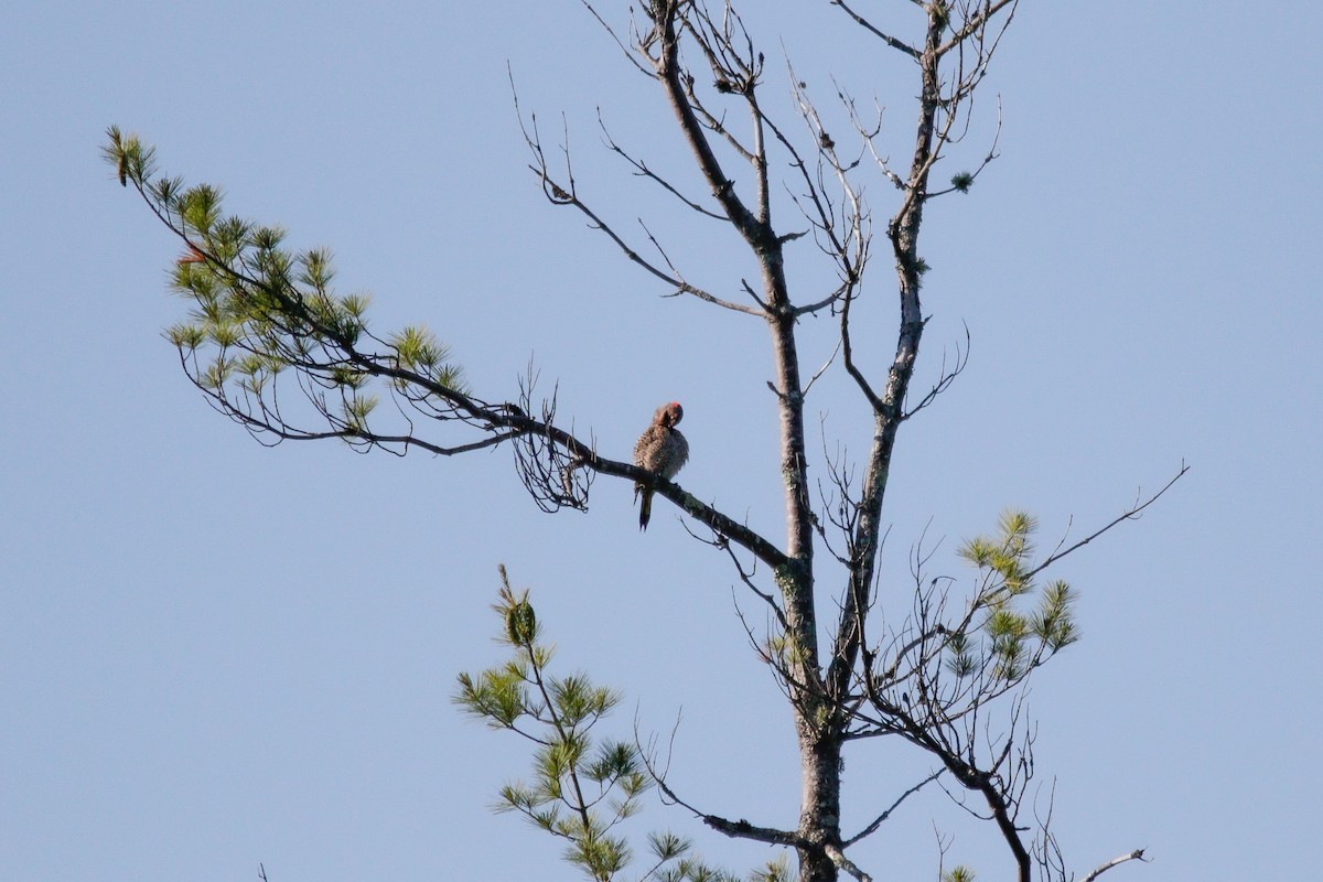 Northern Flicker - ML638335752