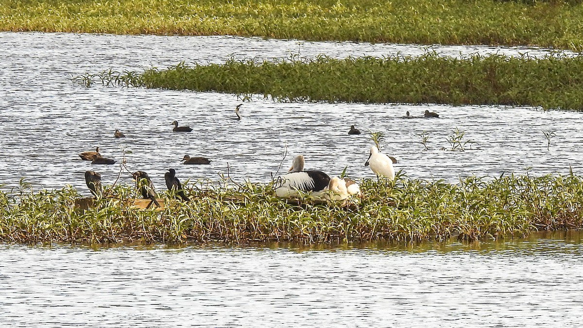 Little Pied Cormorant - ML638335753