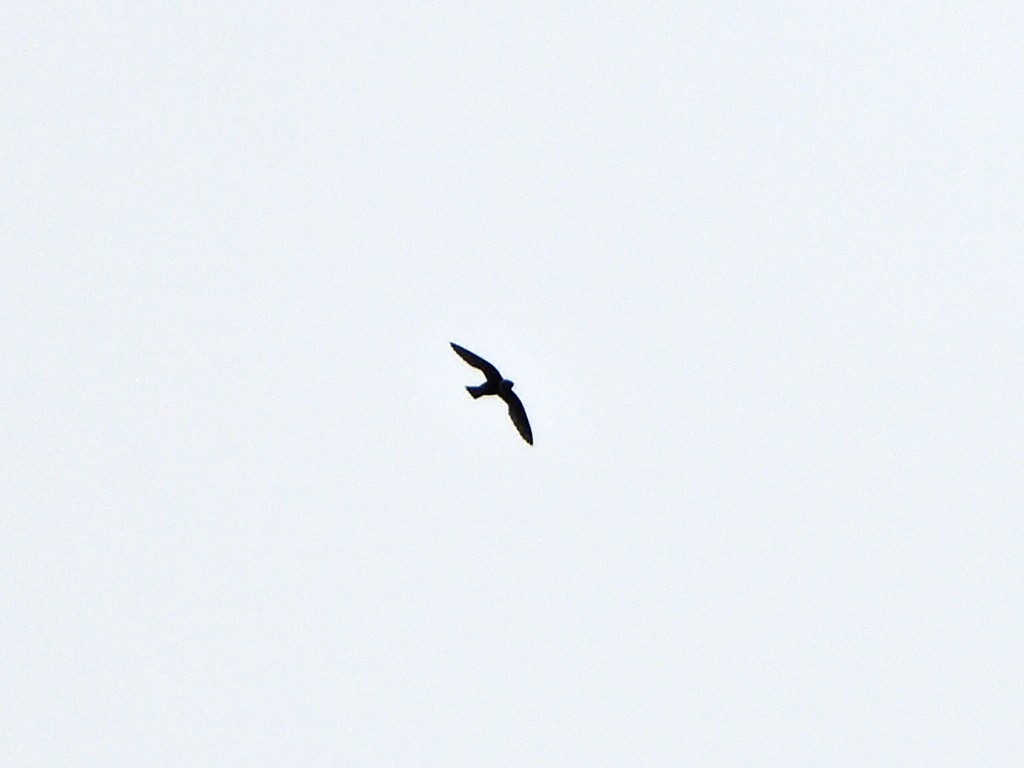 Свіфт болівійський - ML638335762