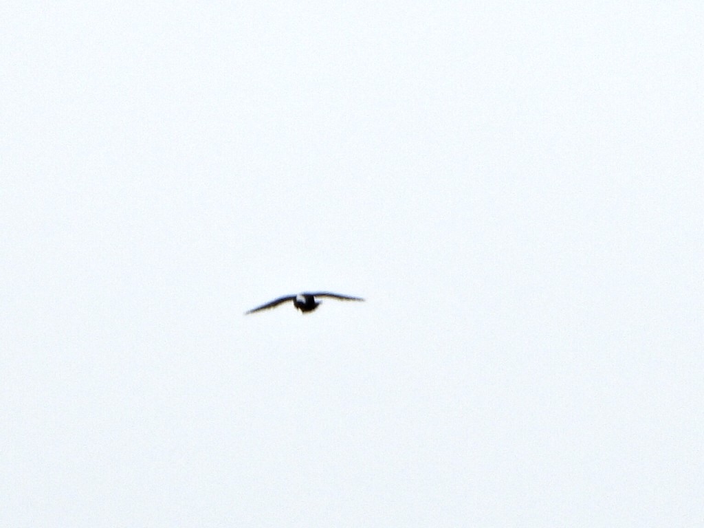 Свіфт болівійський - ML638335763