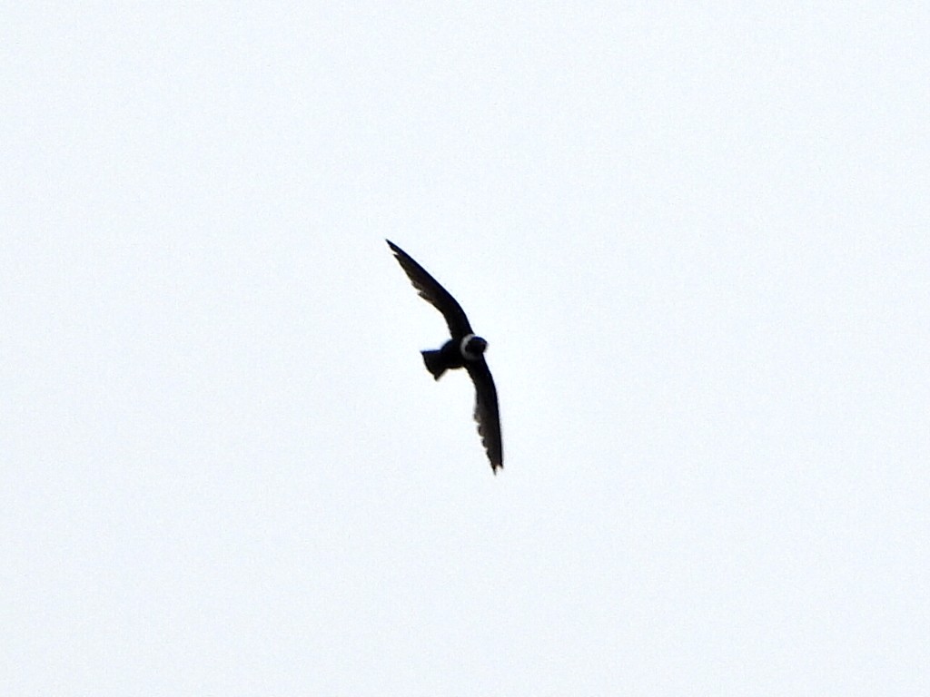 Свіфт болівійський - ML638335764