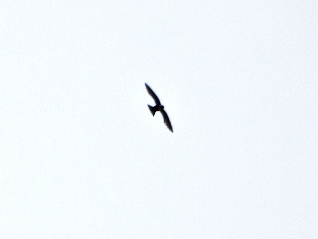 Свіфт болівійський - ML638335765
