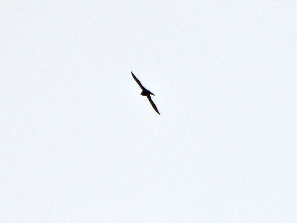 Свіфт болівійський - ML638335766