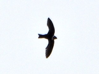 Свіфт болівійський - ML638335768