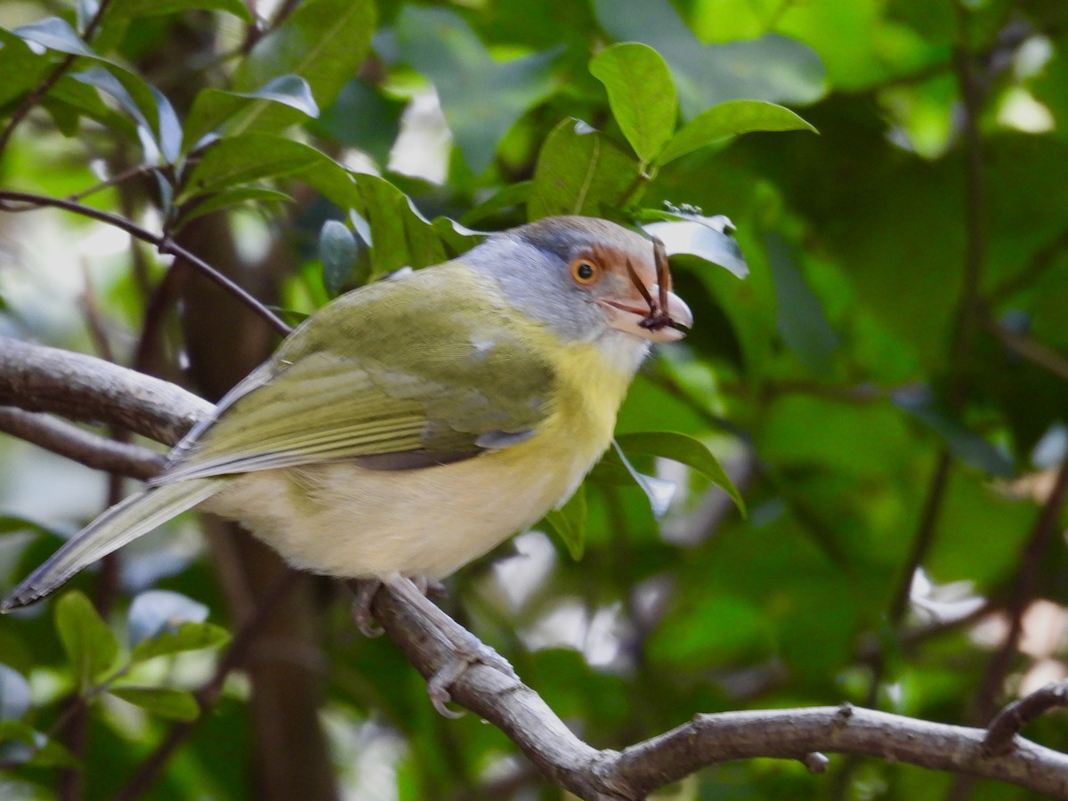 rustbrynvireo - ML638335769