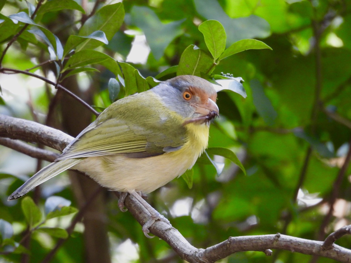 rustbrynvireo - ML638335770