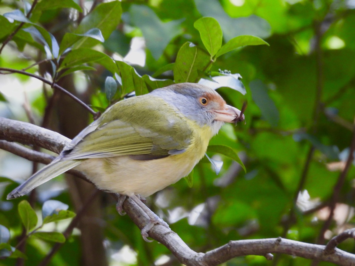 rustbrynvireo - ML638335771