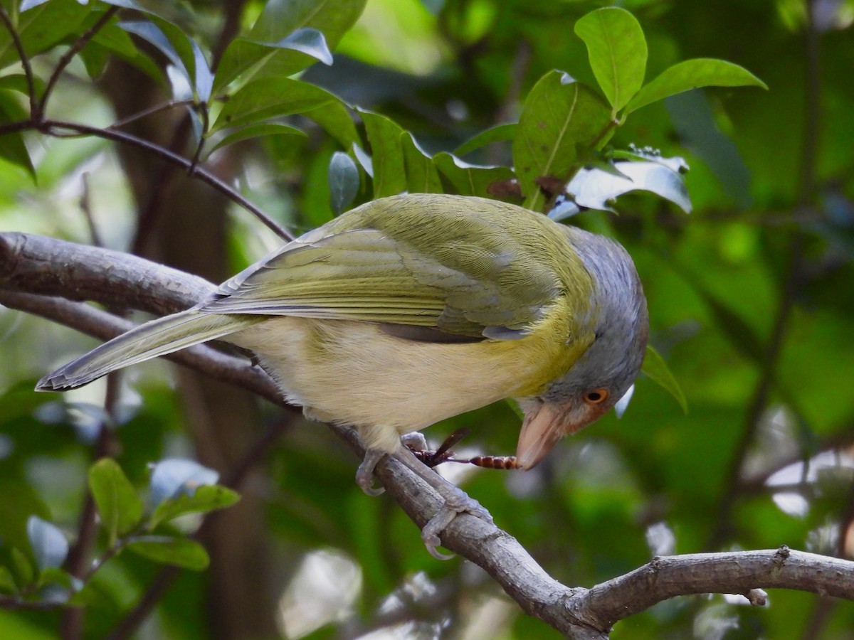 rustbrynvireo - ML638335773