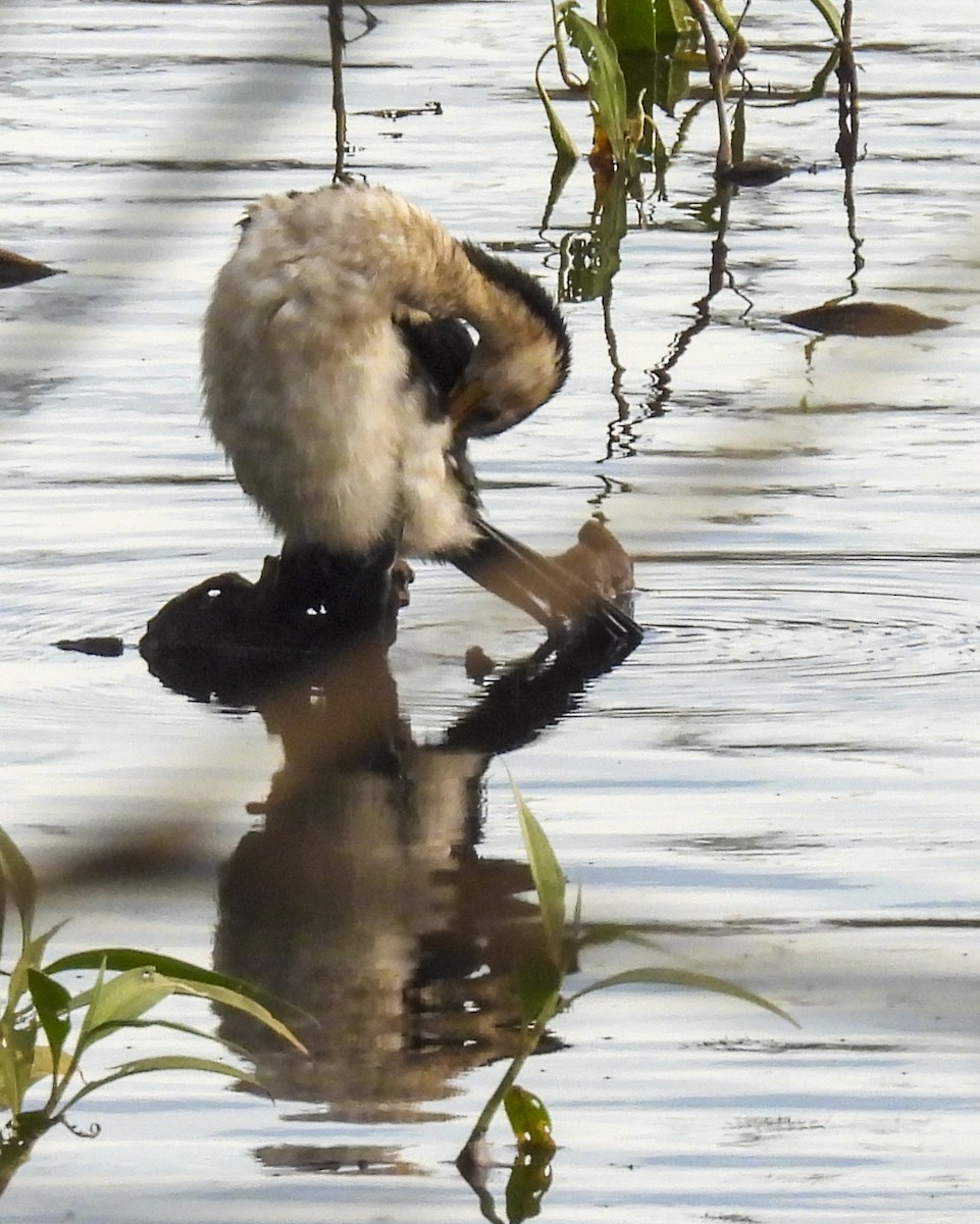 Little Pied Cormorant - ML638335777