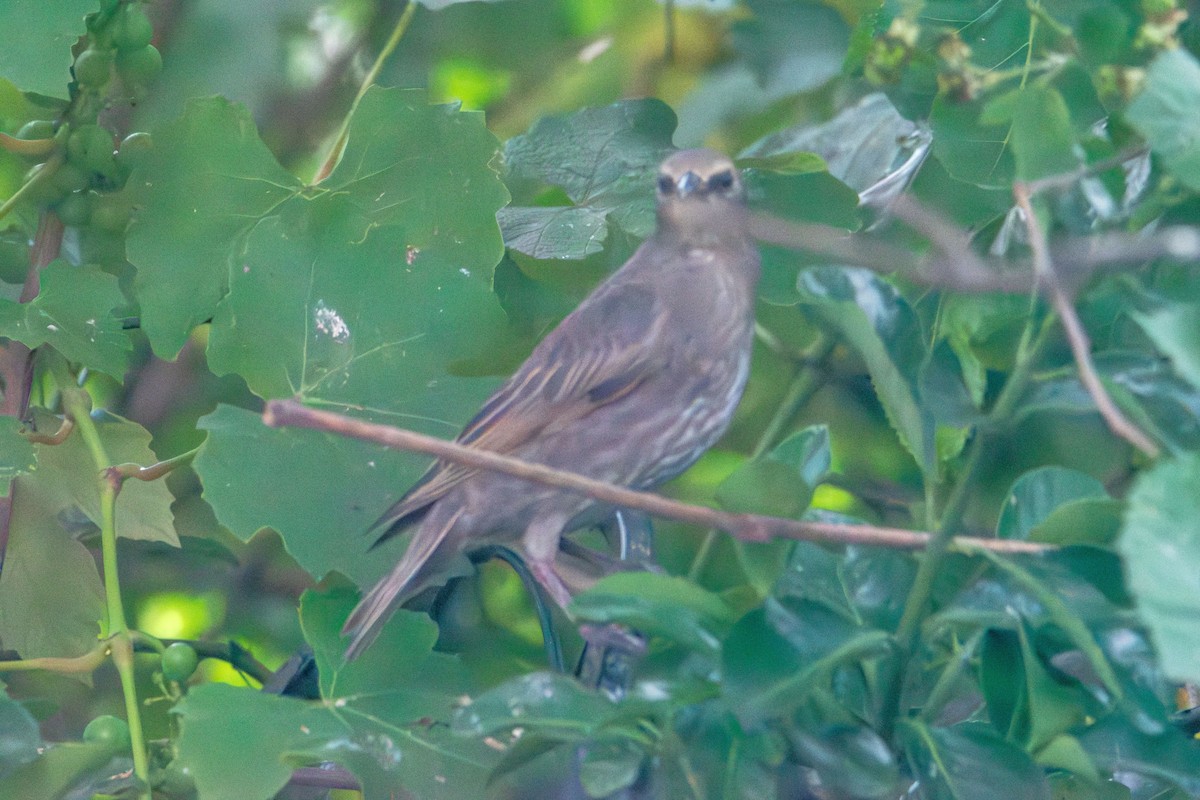 European Starling - ML638335783