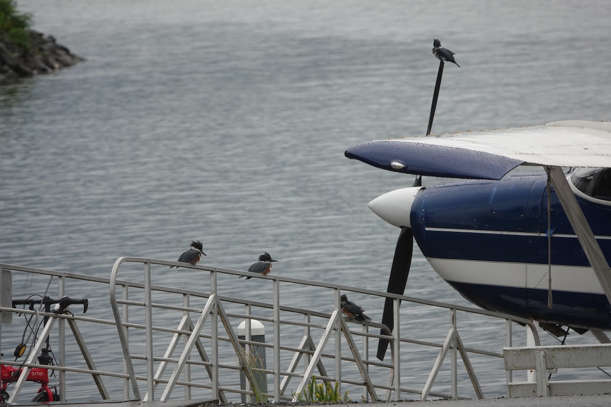 Belted Kingfisher - ML638335791