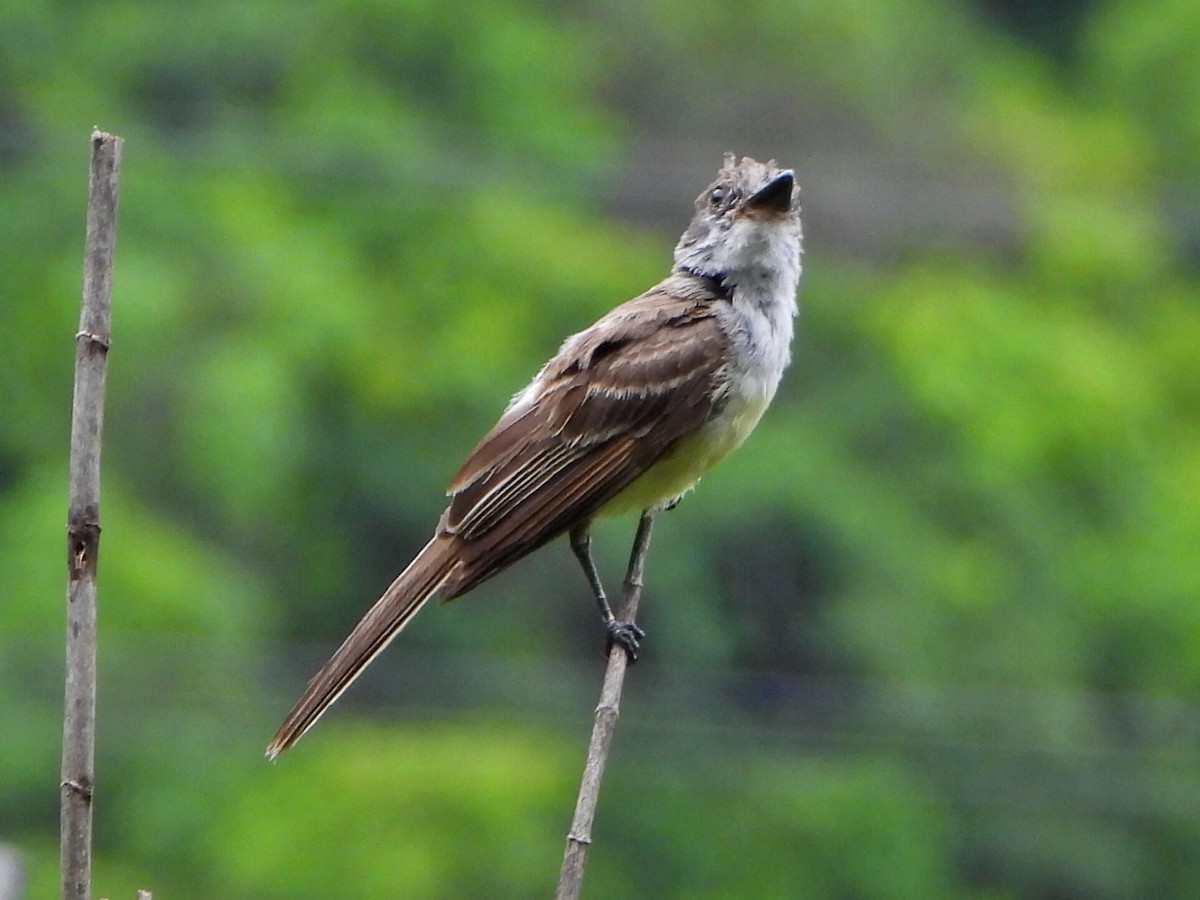 Brown-crested Flycatcher - ML638335793