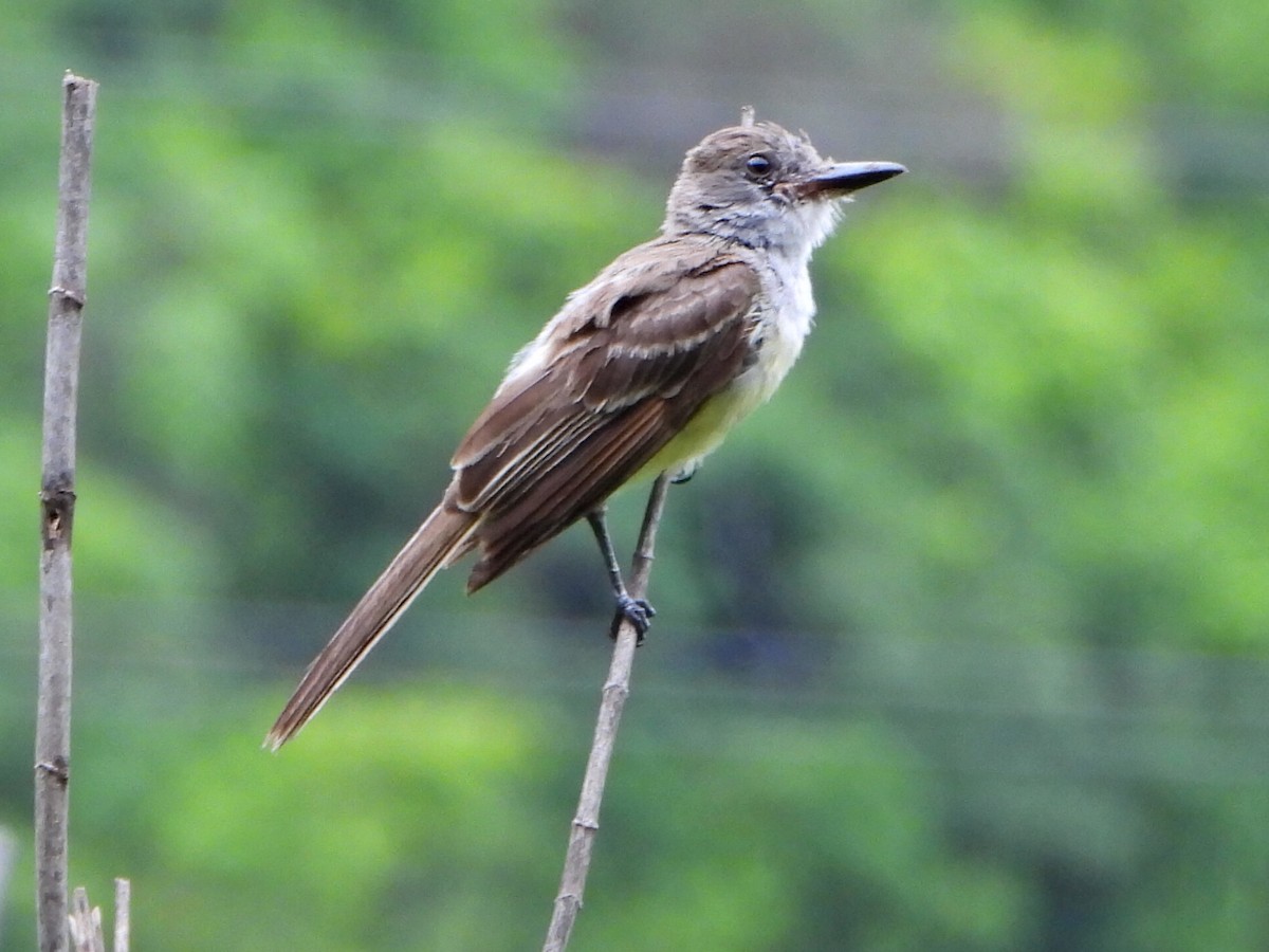 Brown-crested Flycatcher - ML638335794