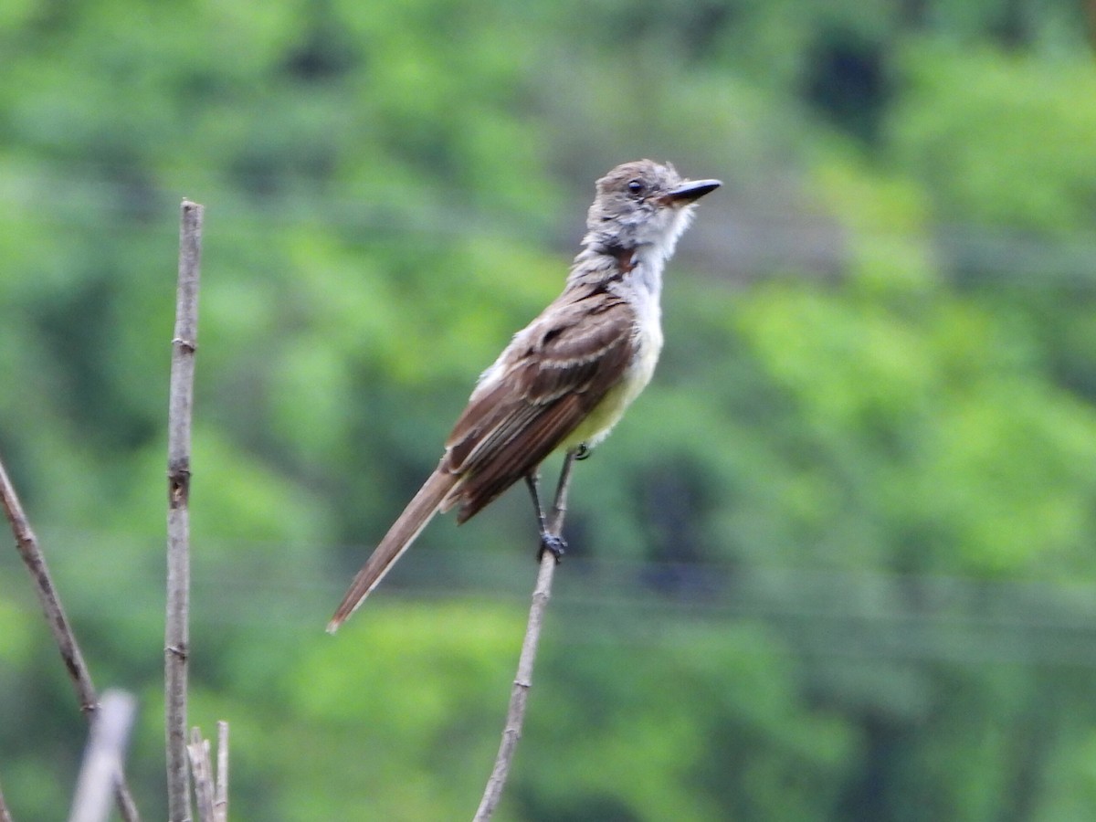 Brown-crested Flycatcher - ML638335795