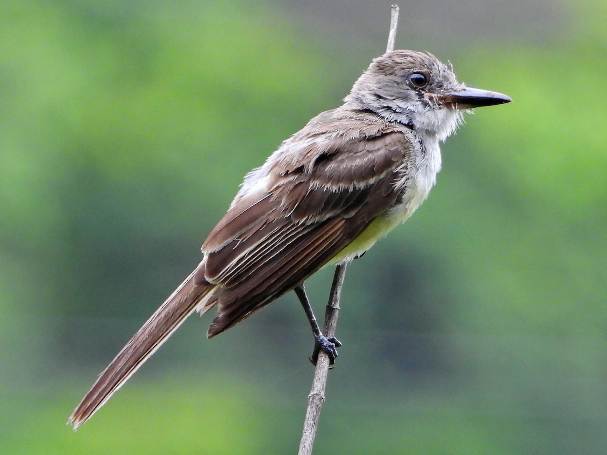 Brown-crested Flycatcher - ML638335796