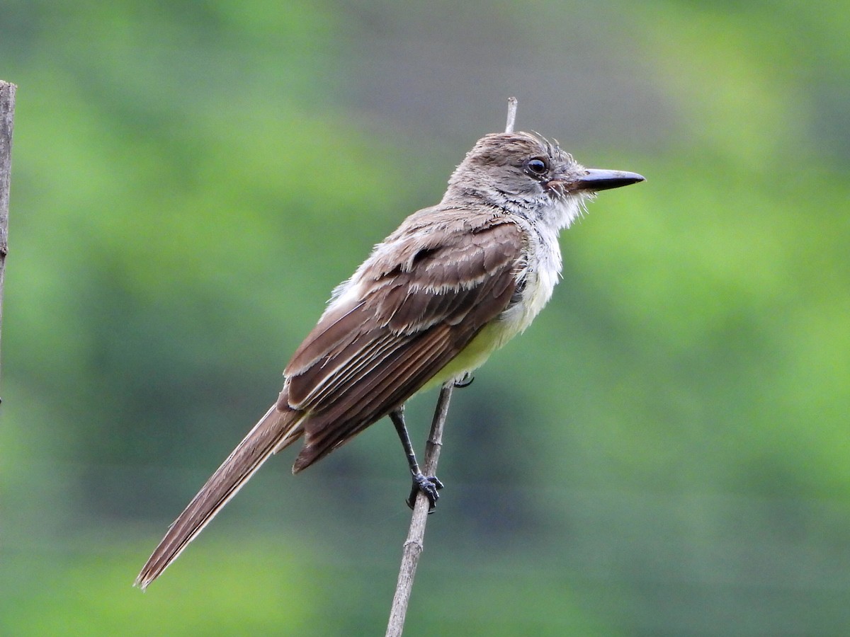 Brown-crested Flycatcher - ML638335797