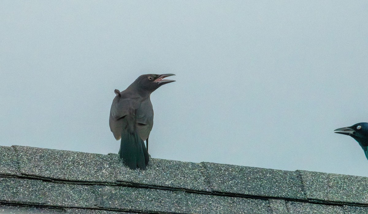 Common Grackle - ML638335802