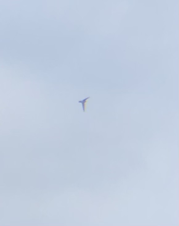White-rumped Swiftlet - ML638335818