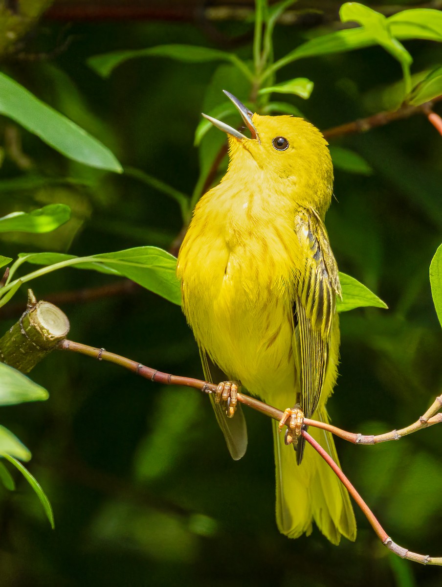 Yellow Warbler - ML638335820