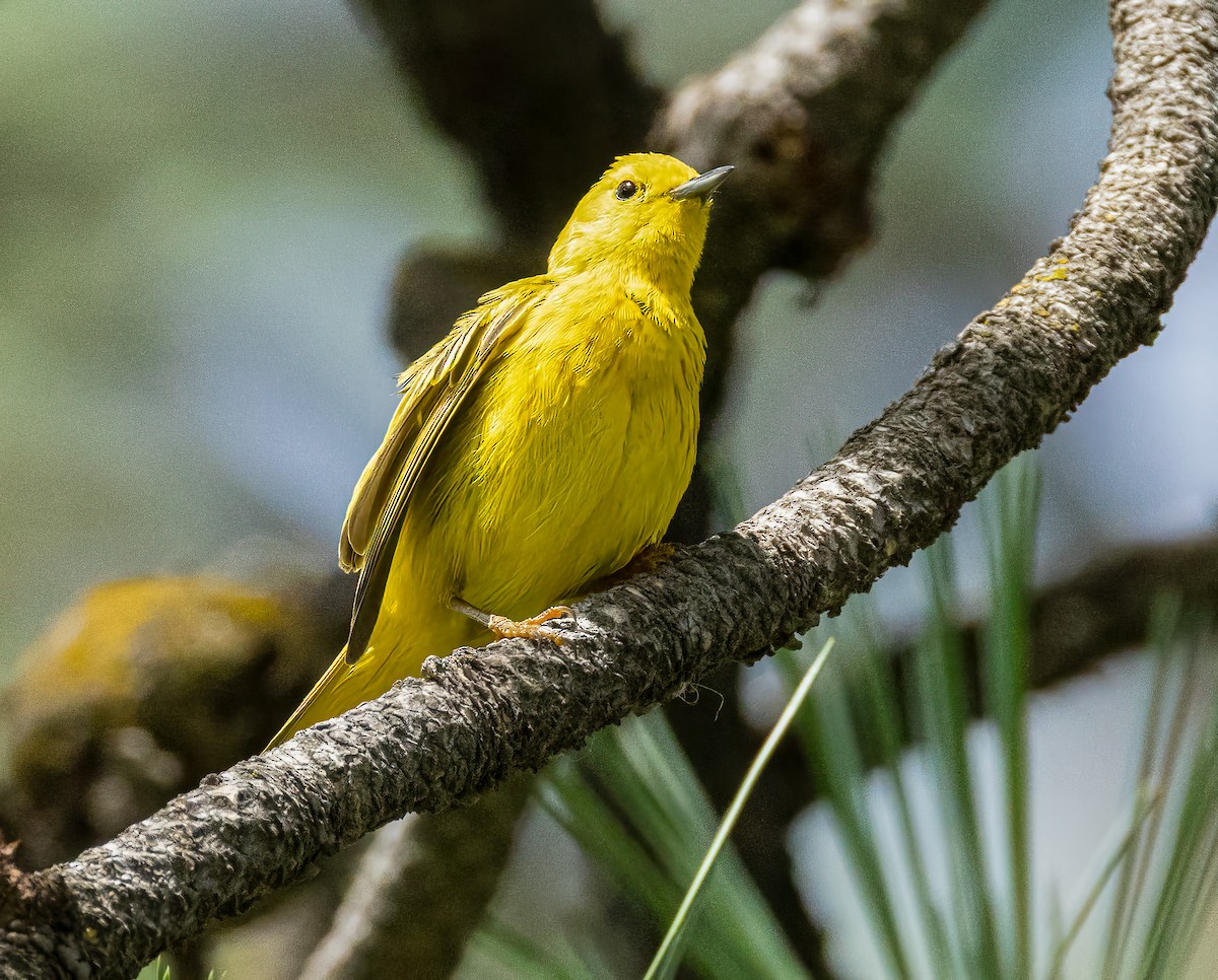 Yellow Warbler - ML638335821