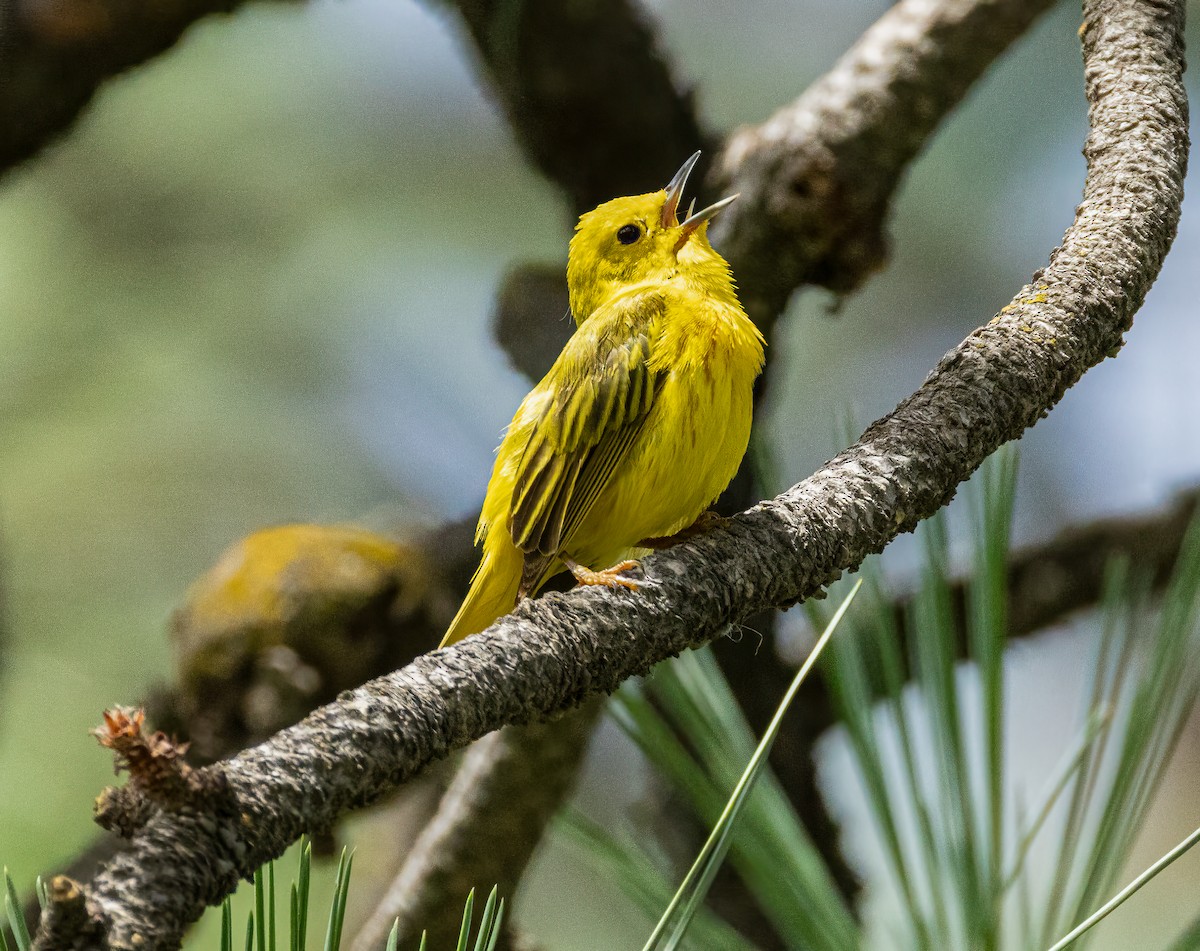 Yellow Warbler - ML638335822