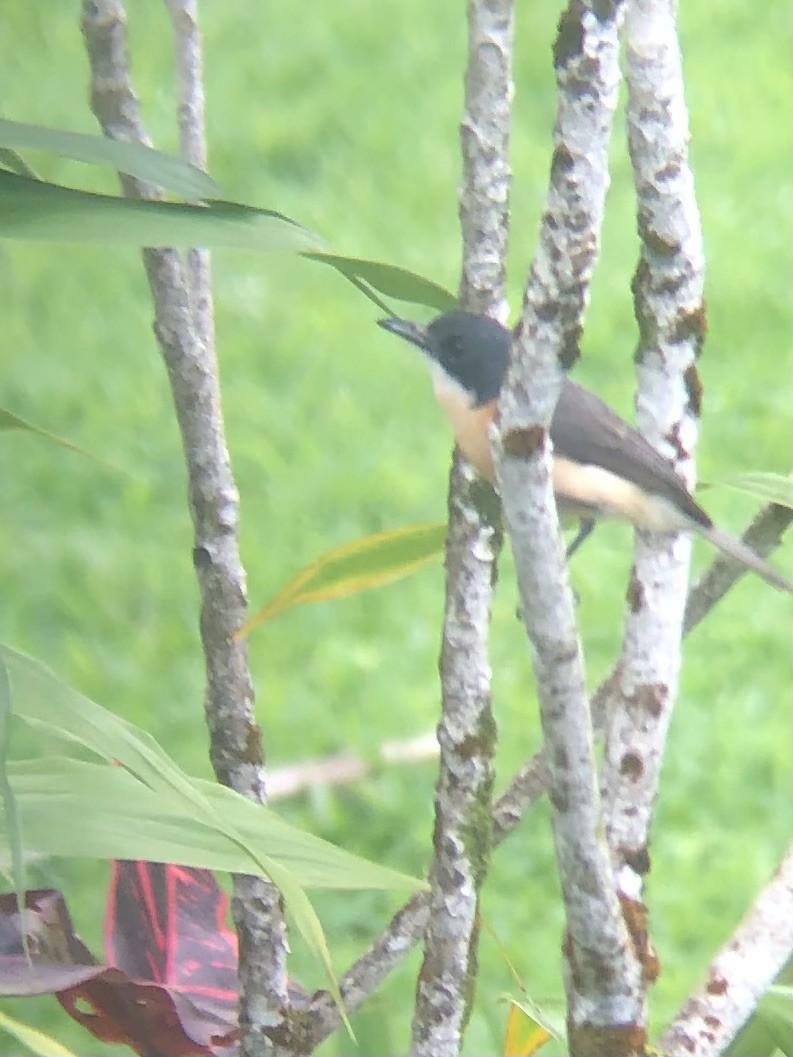 Vanikoro Flycatcher - ML638335823