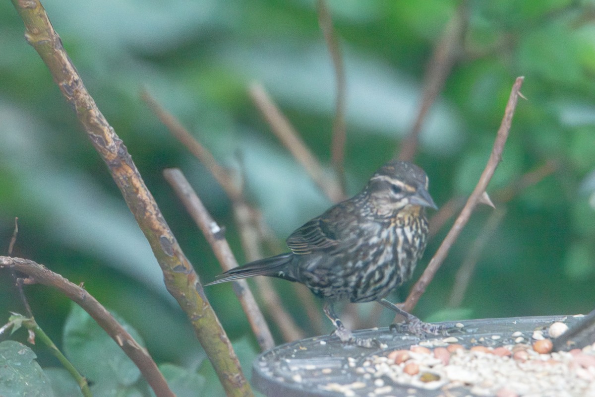 Red-winged Blackbird - ML638335824