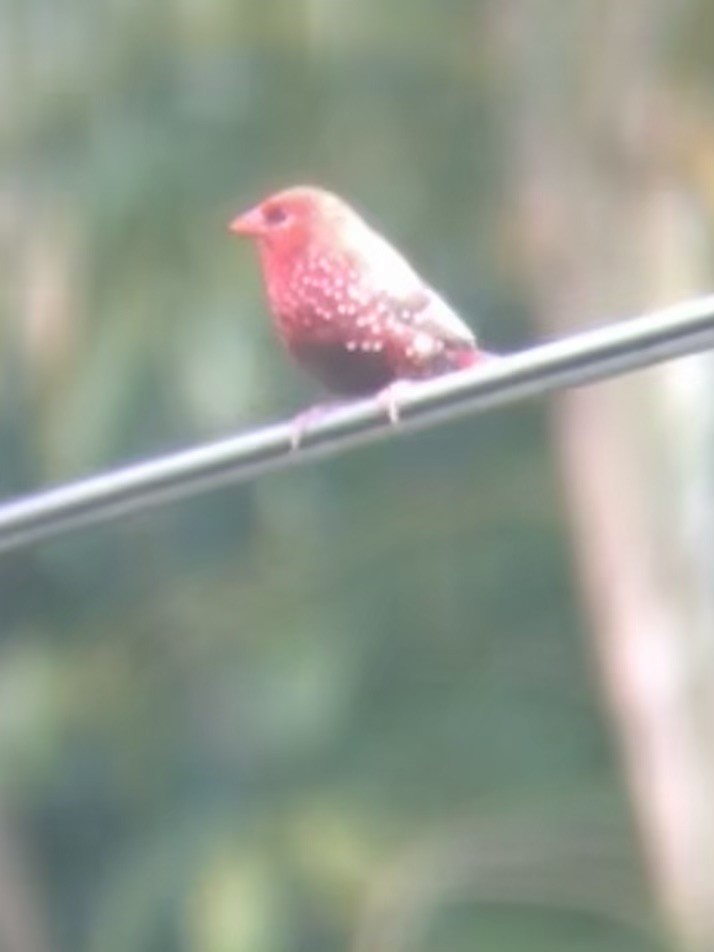Red Avadavat - ML638335827