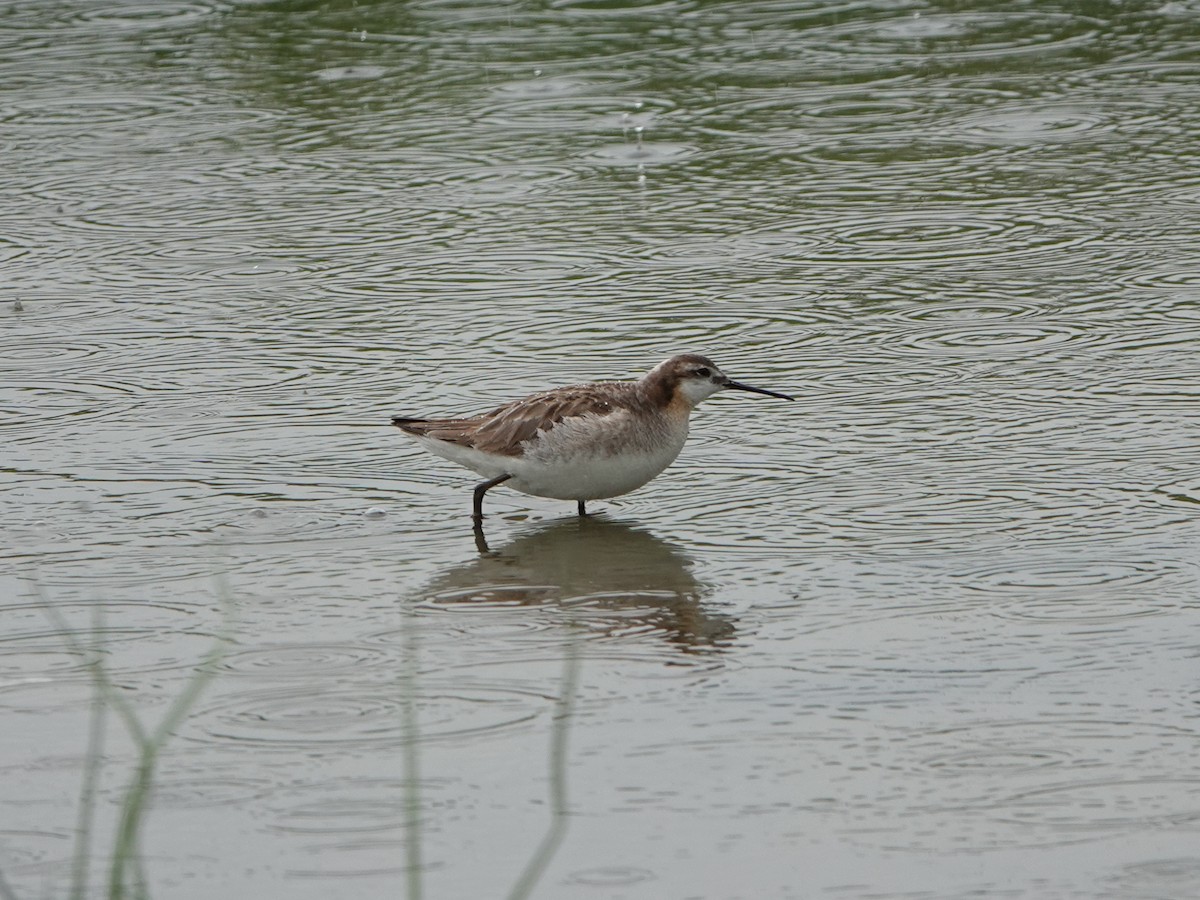 hvithalesvømmesnipe - ML638335842