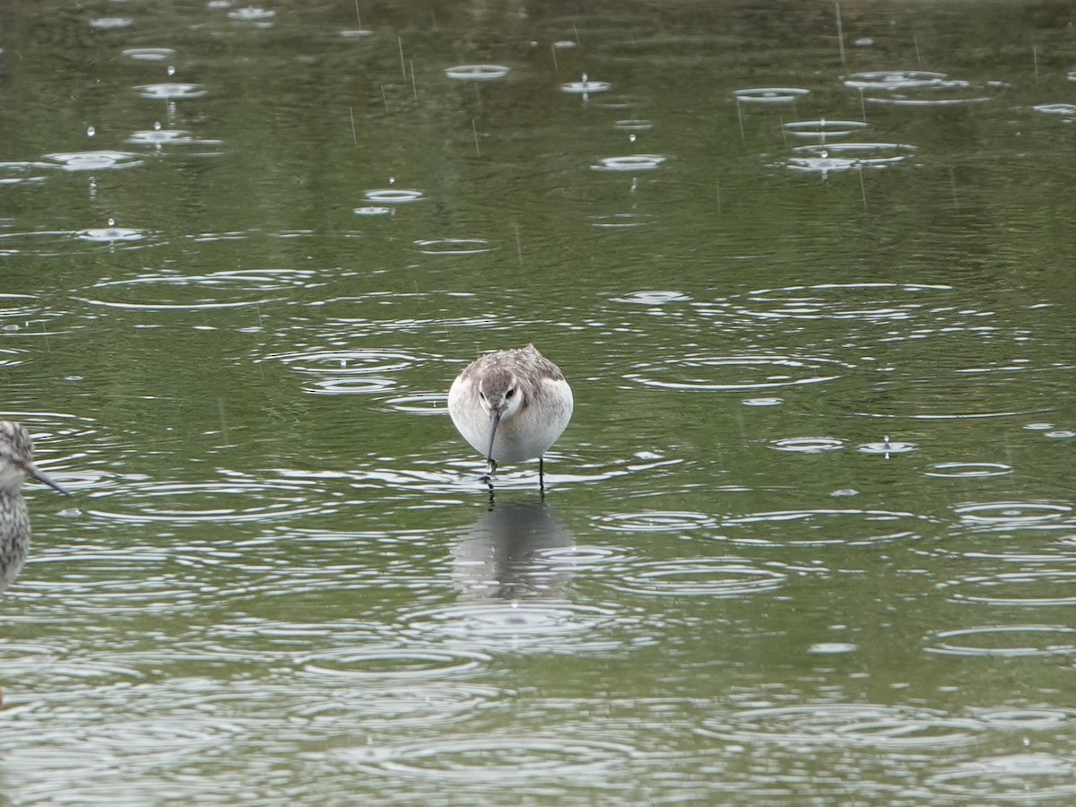 hvithalesvømmesnipe - ML638335853