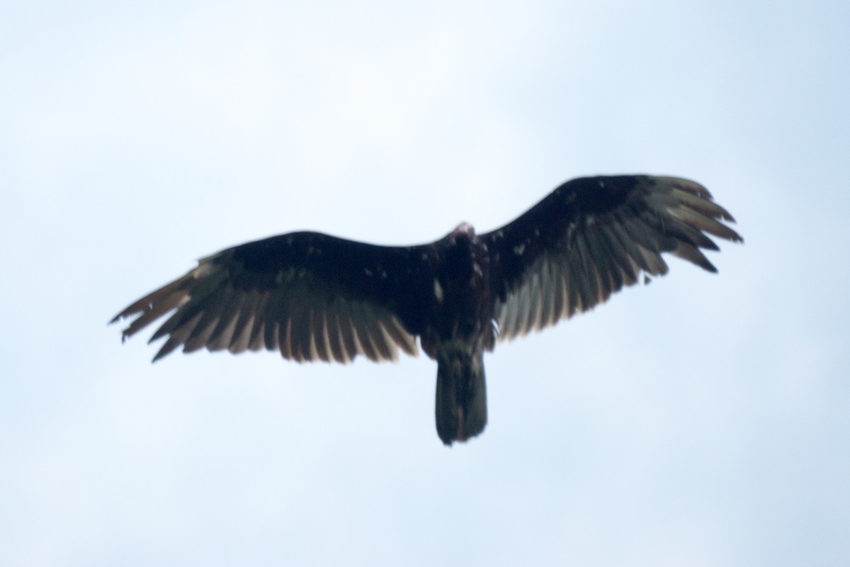 Turkey Vulture - ML638335856