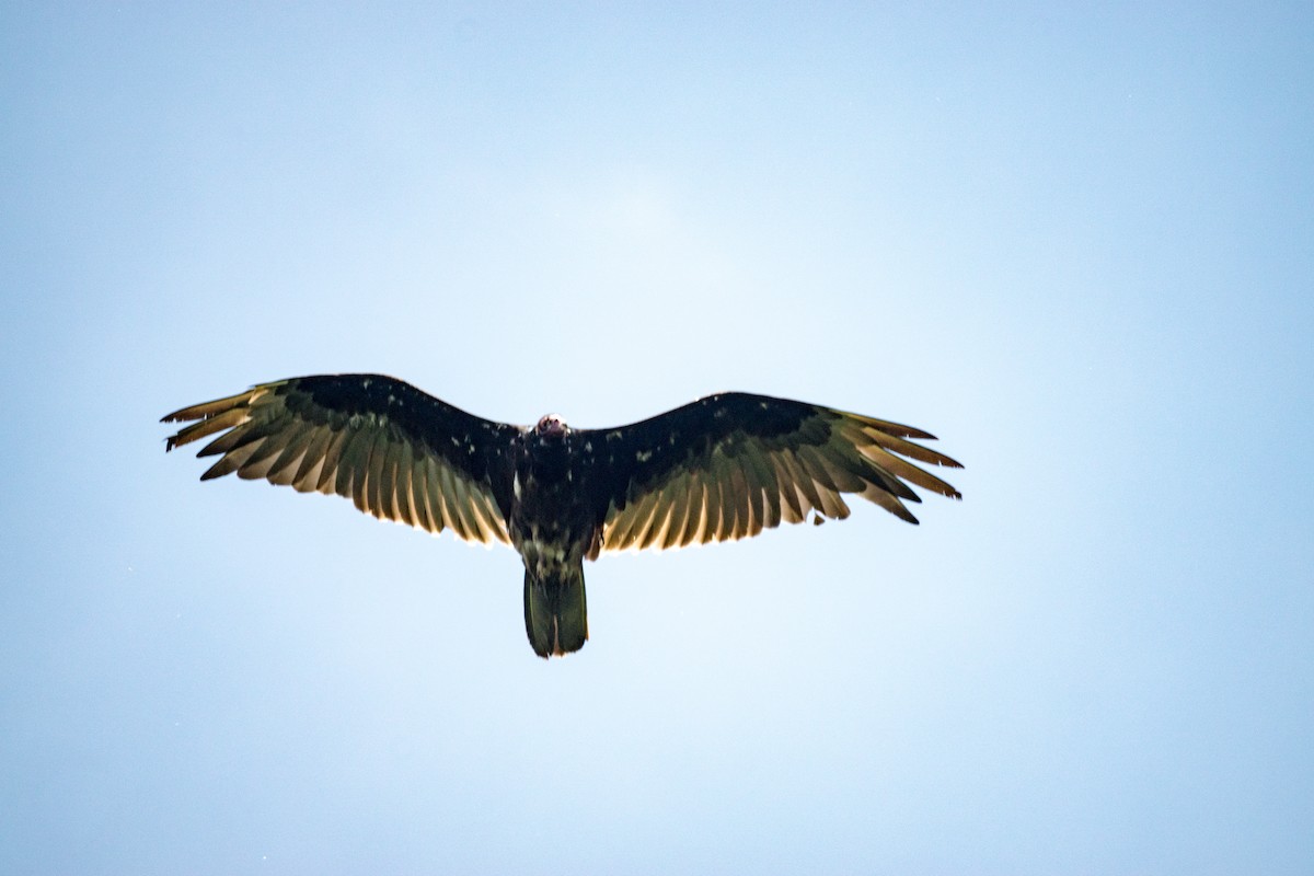 Turkey Vulture - ML638335858