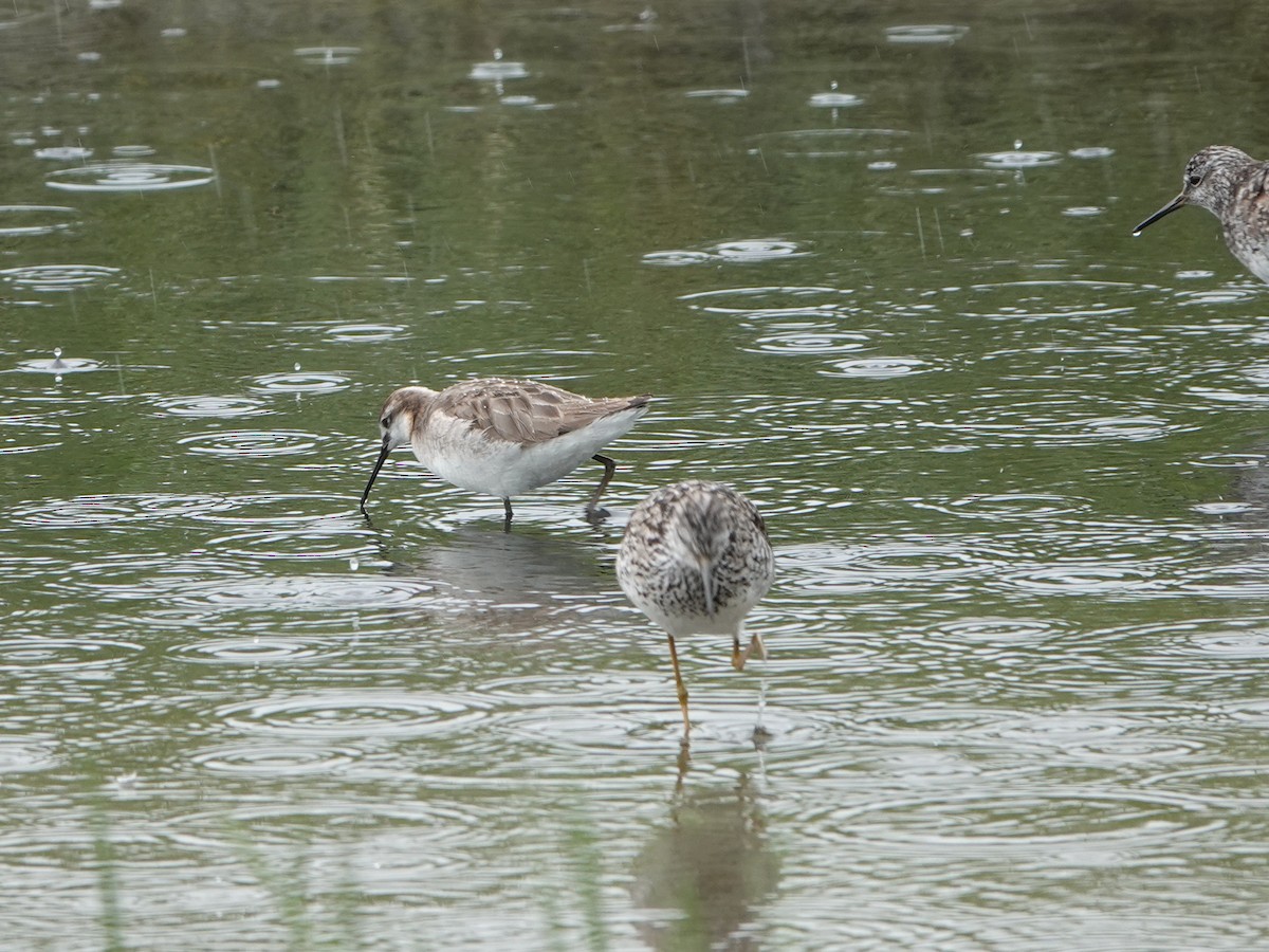 hvithalesvømmesnipe - ML638335860