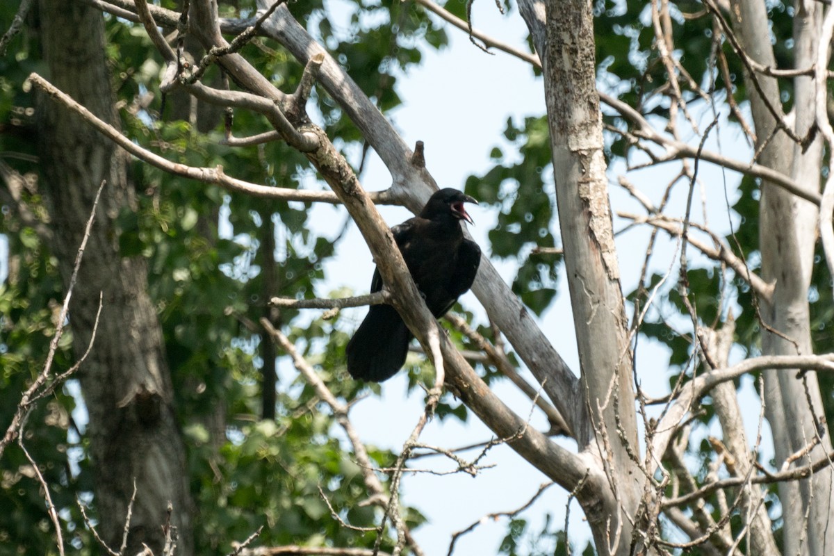 American Crow - ML638335864