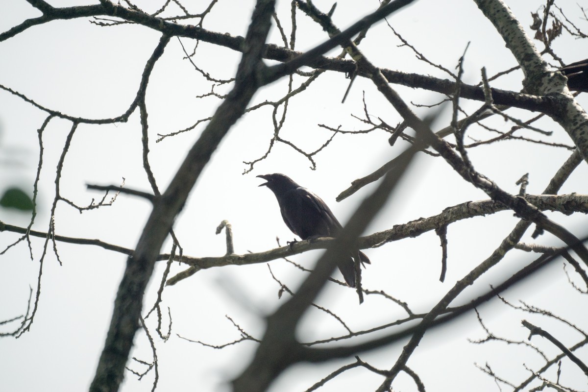 American Crow - ML638335865