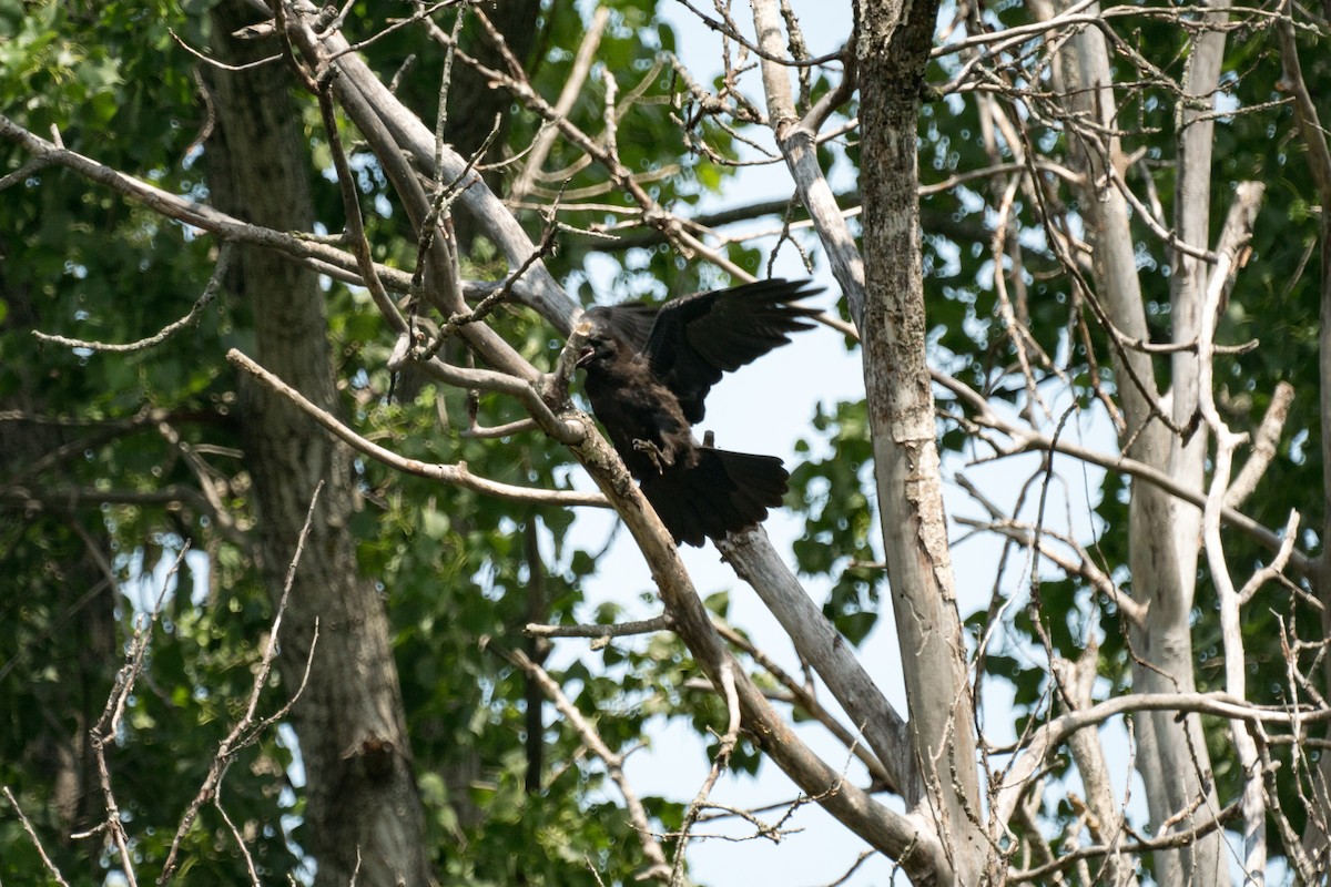 American Crow - ML638335866