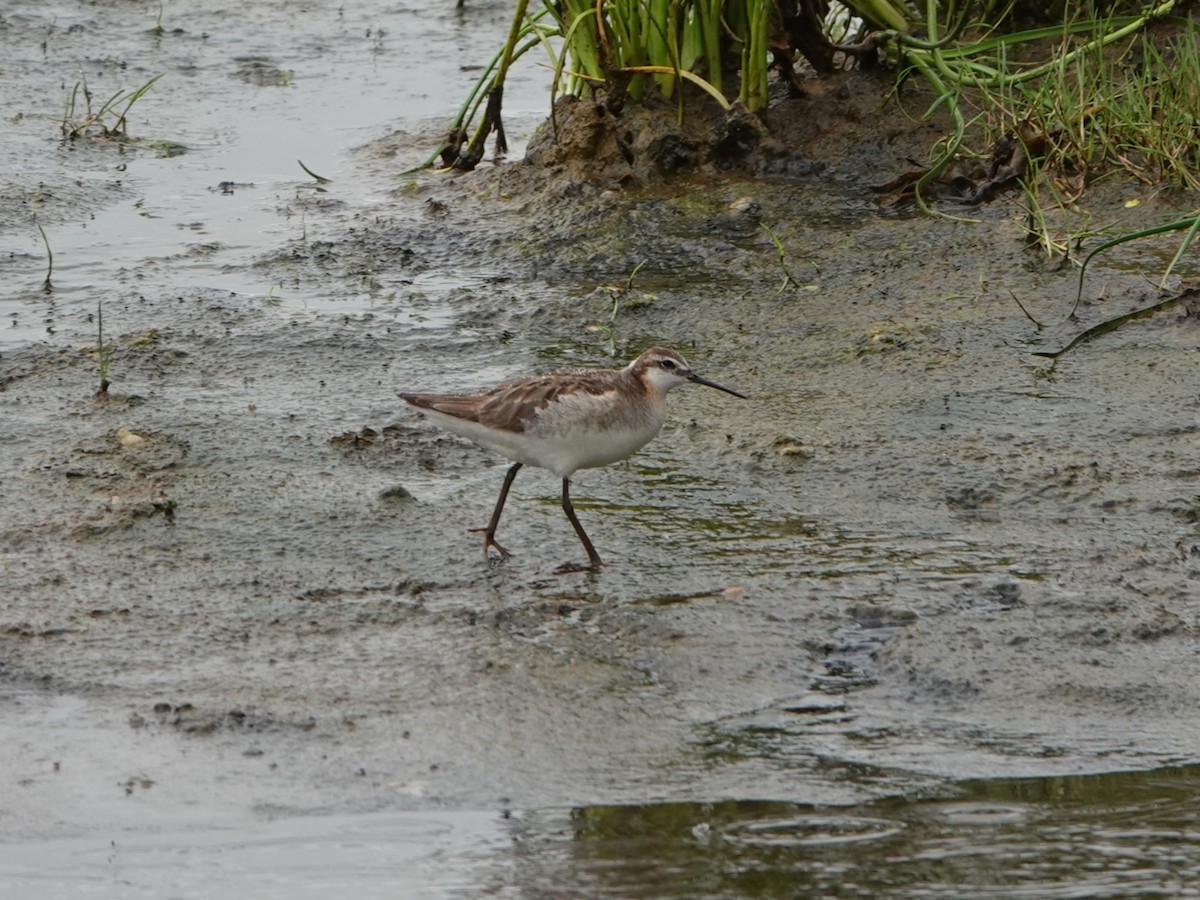 hvithalesvømmesnipe - ML638335871