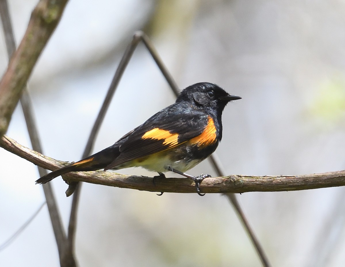 rødstjertparula - ML638335882