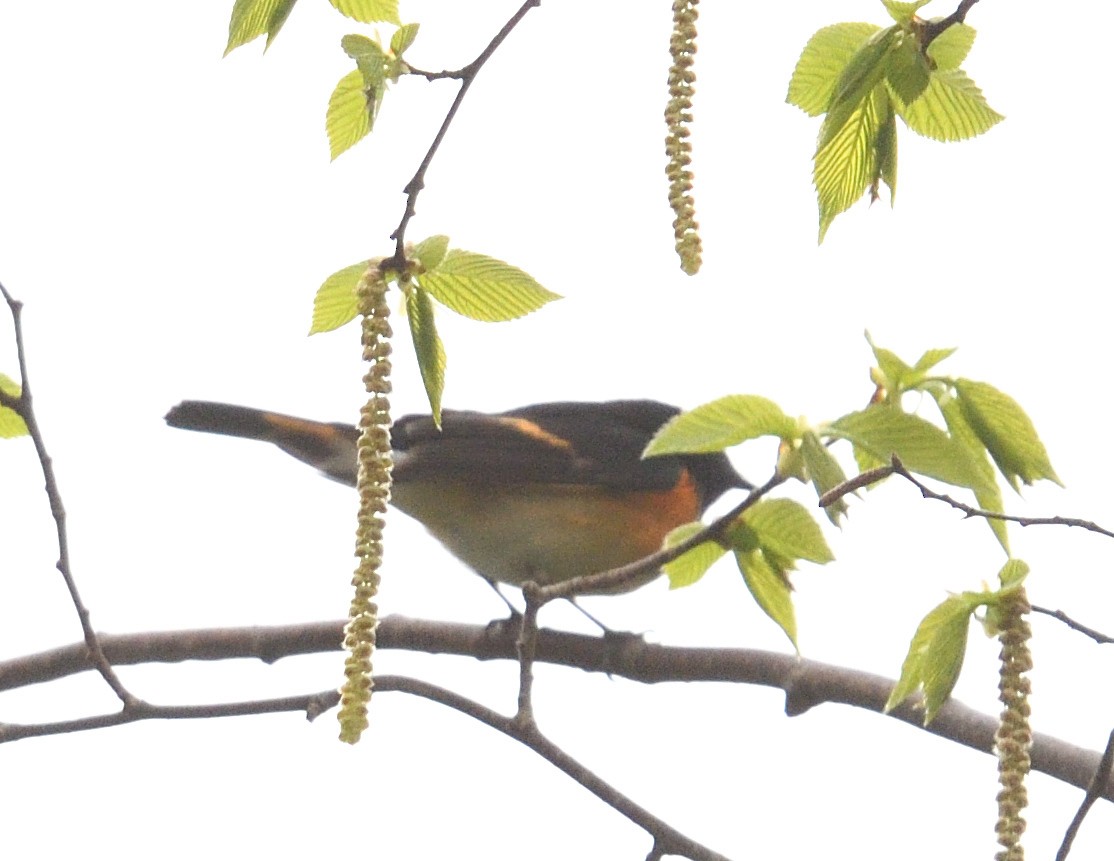 rødstjertparula - ML638335883