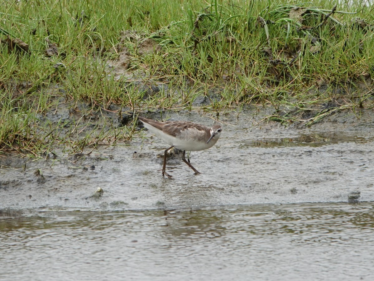 hvithalesvømmesnipe - ML638335884