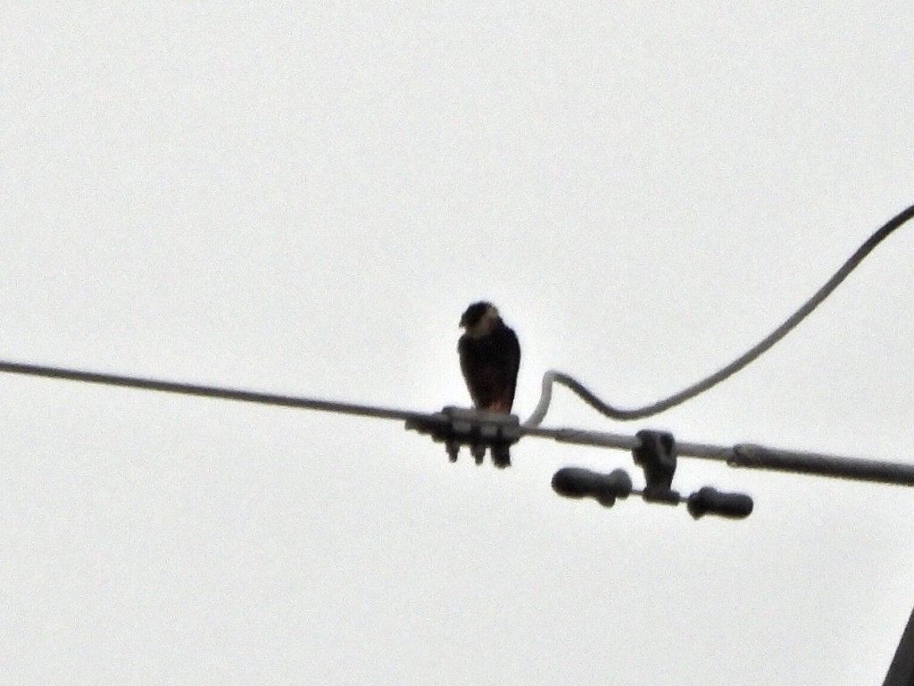 Вечерний сокол - ML638335888