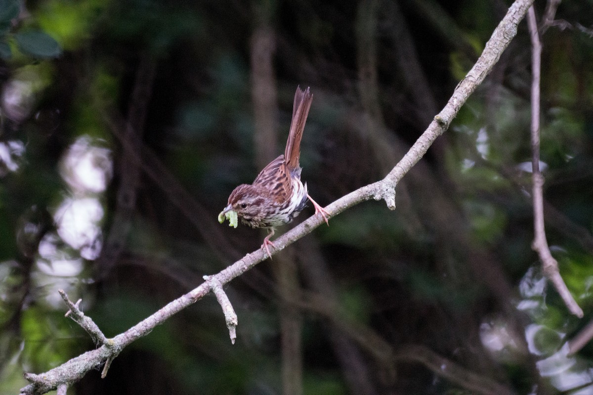 ウタスズメ - ML638335895