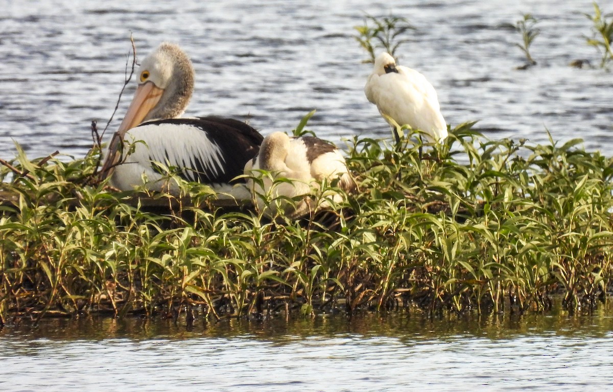 Espátula Real - ML638335904