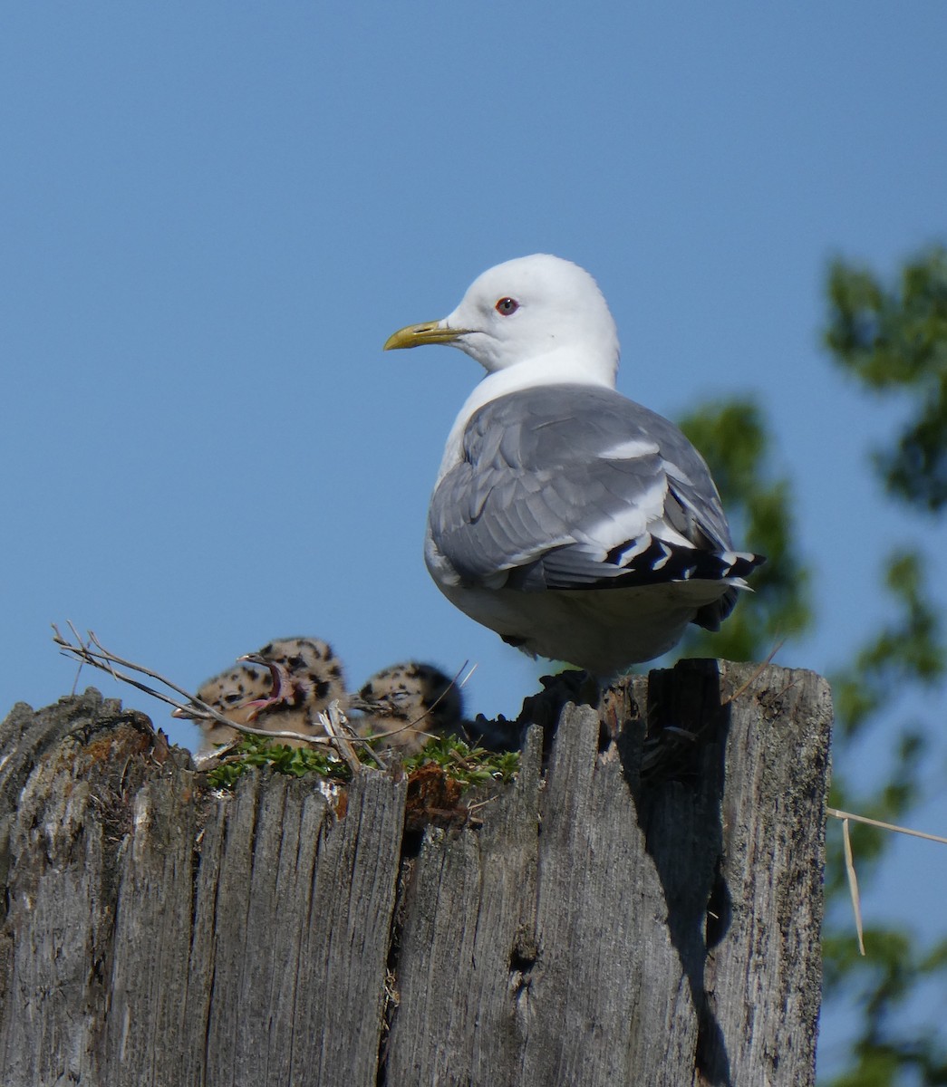 Short-billed Gull - ML638335912