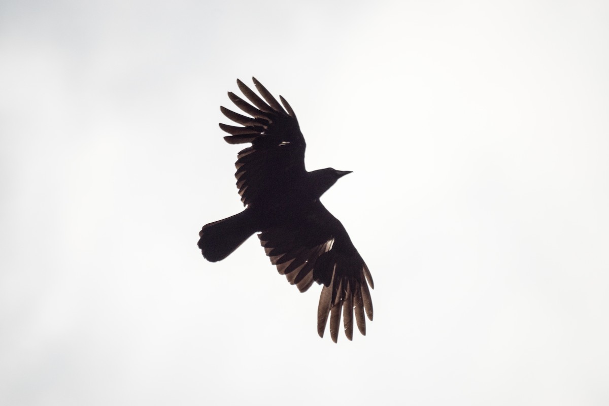 American Crow - ML638335922