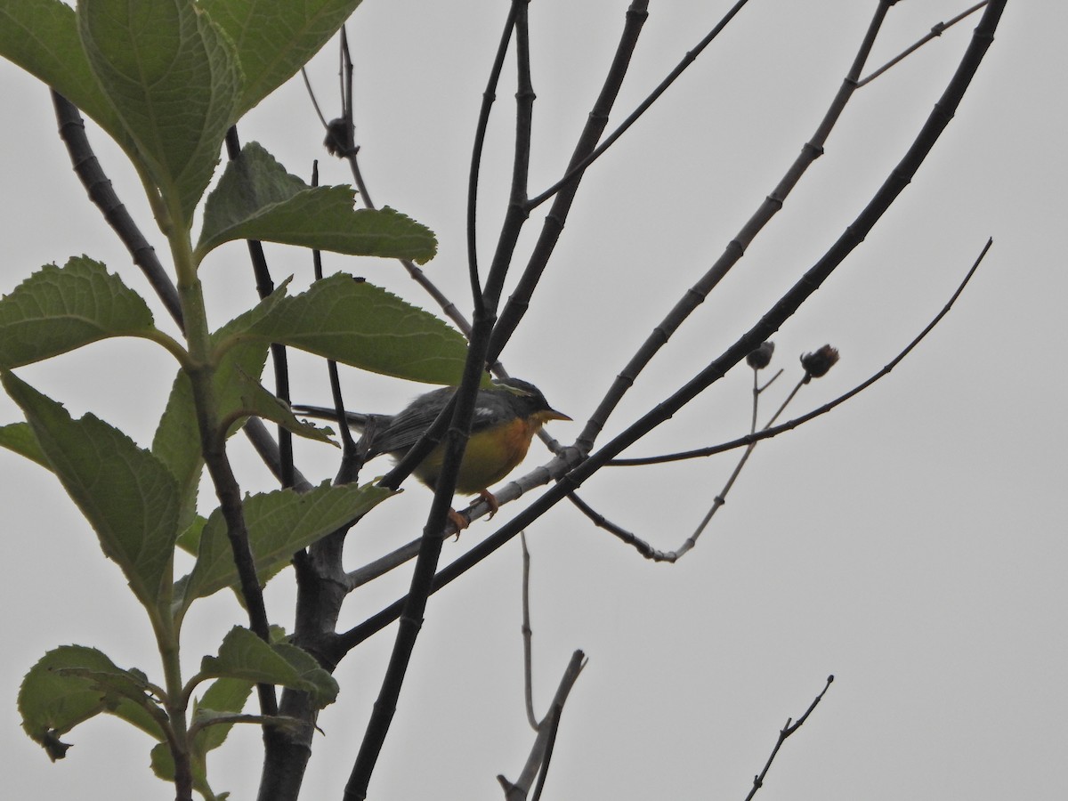 Tropical Parula - ML638335973