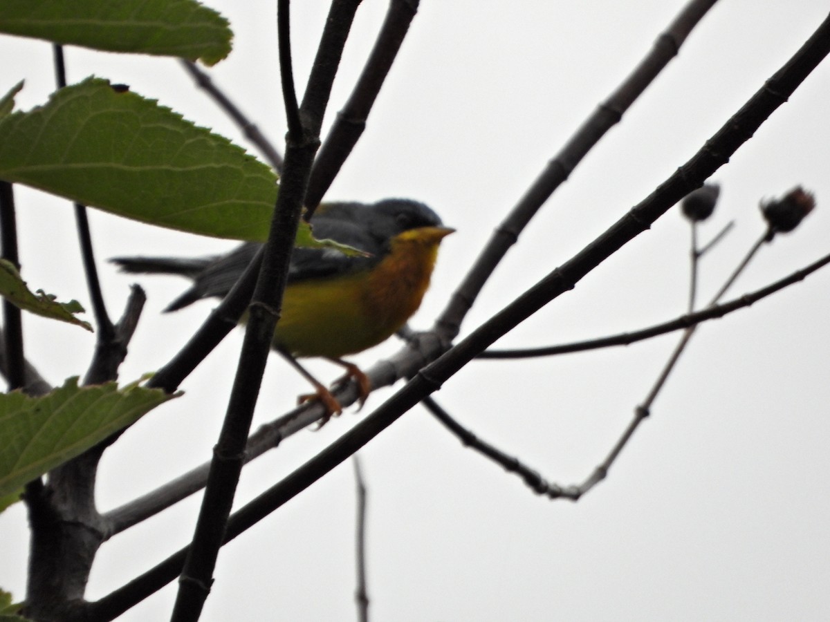 Tropical Parula - ML638335974