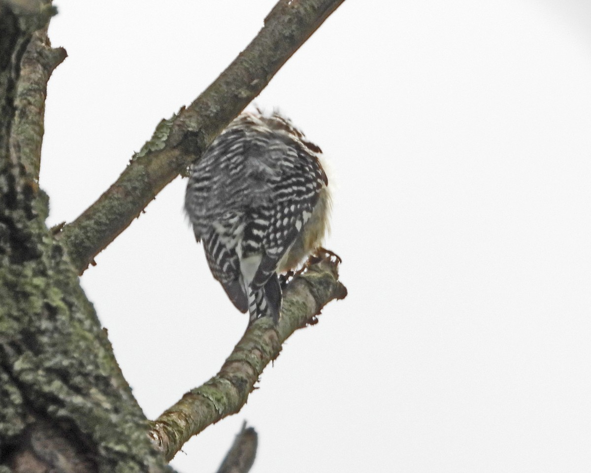Red-bellied Woodpecker - ML638335975