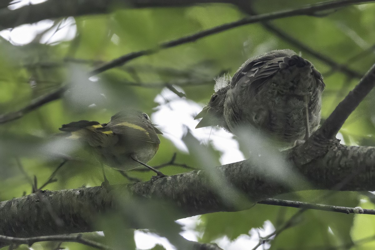 rødstjertparula - ML638335981
